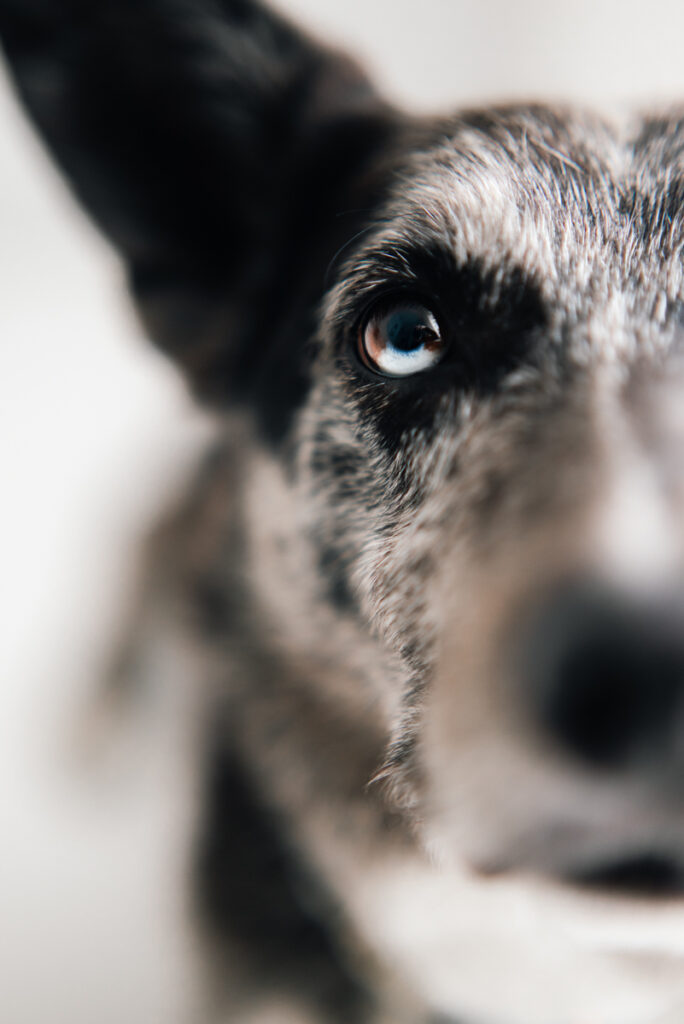 photographe animalier chien